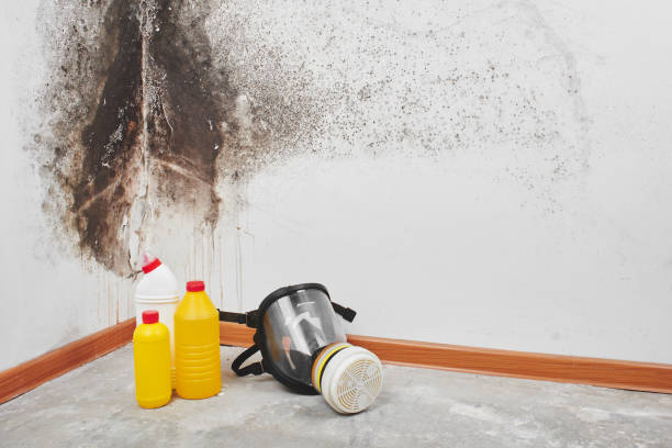 Best Black Mold Removal  in Cuthbert, GA