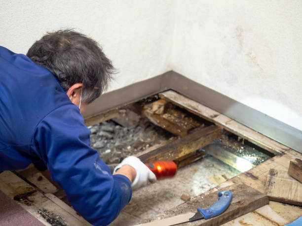 Best Professional Mold Removal  in Cuthbert, GA