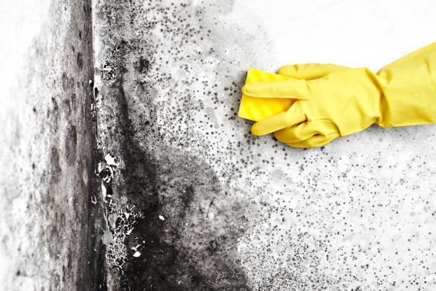 Best Mold Testing and Removal  in Cuthbert, GA