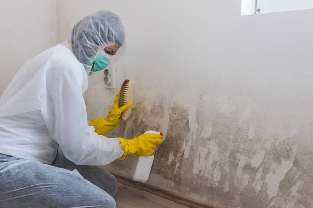 Best Mold Damage Repair  in Cuthbert, GA