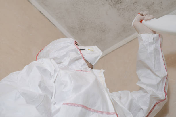 Best Same-Day Mold Removal  in Cuthbert, GA