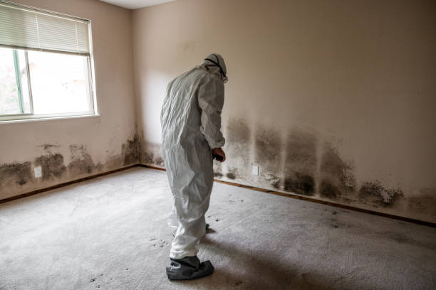 Best Mold Remediation Experts  in Cuthbert, GA