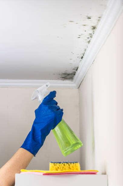 Best Home Mold Removal  in Cuthbert, GA