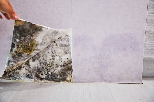 Best Mold Removal Company Near Me  in Cuthbert, GA